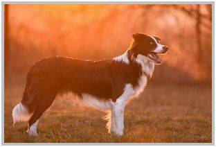 border collie speedy dream